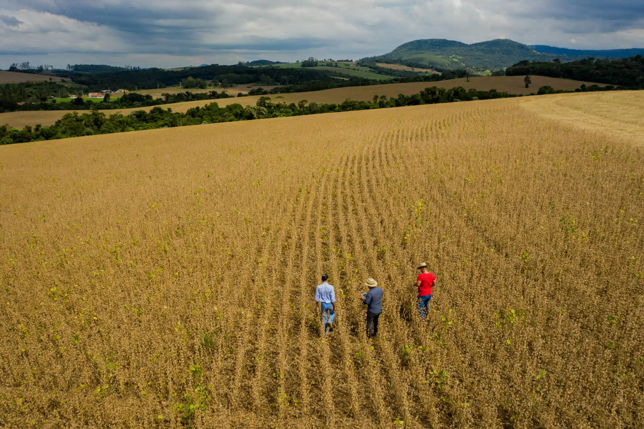 Programa Global de Agricultura de Baixo Carbono da BASF