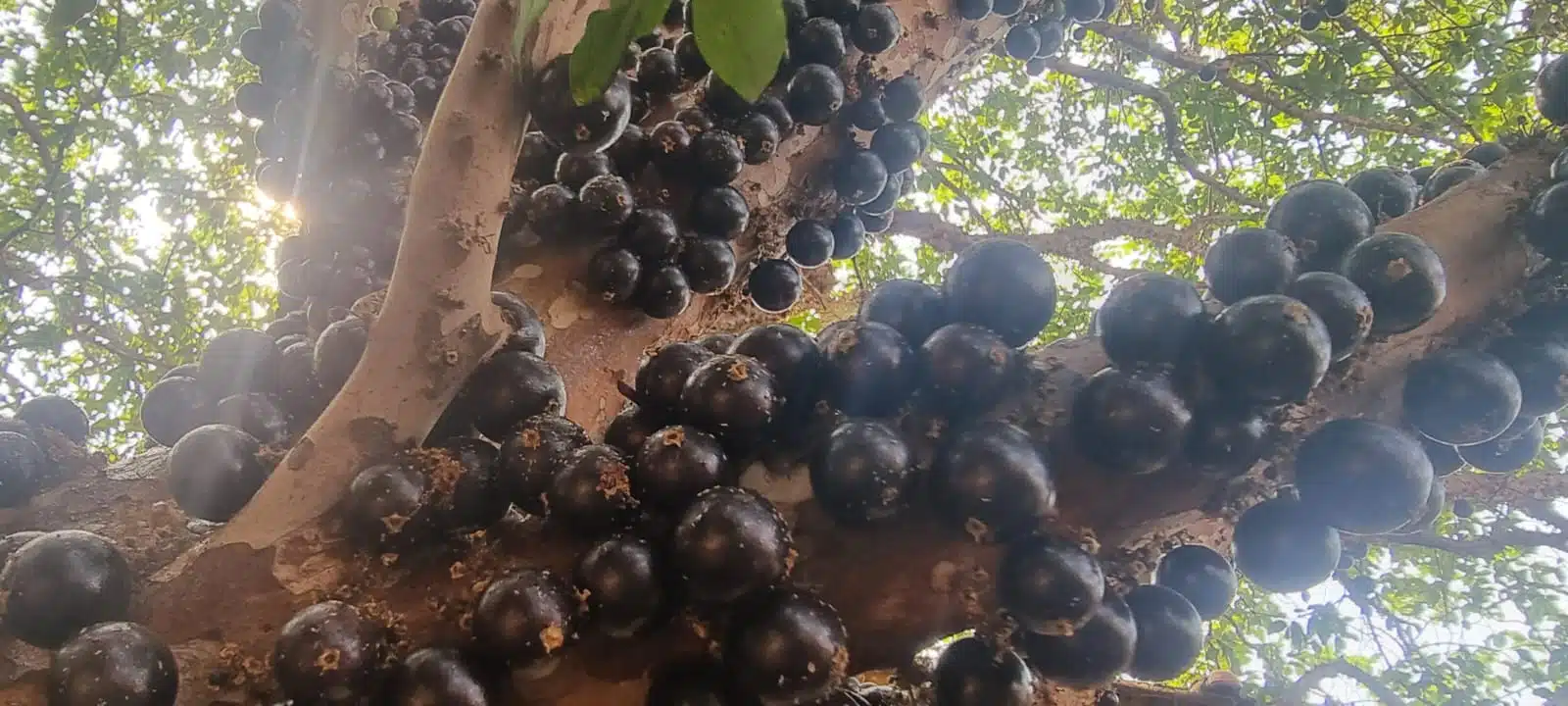 Foto de uma jabuticabeira com jabuticabas no galho.