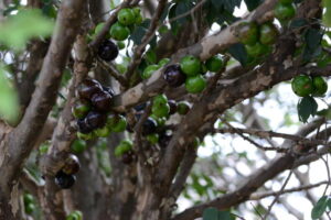 Ranking: jabuticaba está entre as melhores frutas do mundo