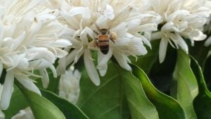 Abelhas e café, uma mistura lucrativa e saborosa na xícara