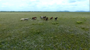 cavalos