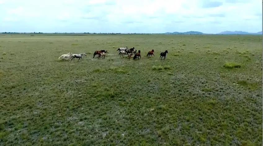 cavalos