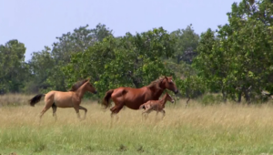 Morte de cavalos: Mapa determina recolhimento de produtos da Nutratta Nutrição Animal