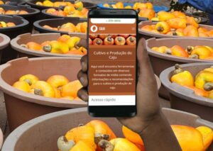 Hub Caju - plataforma online sobre cajucultura será lançada hoje