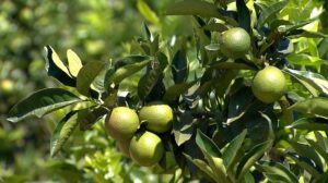 Oferta de laranja deve novamente ficar abaixo da demanda na safra 2025/26