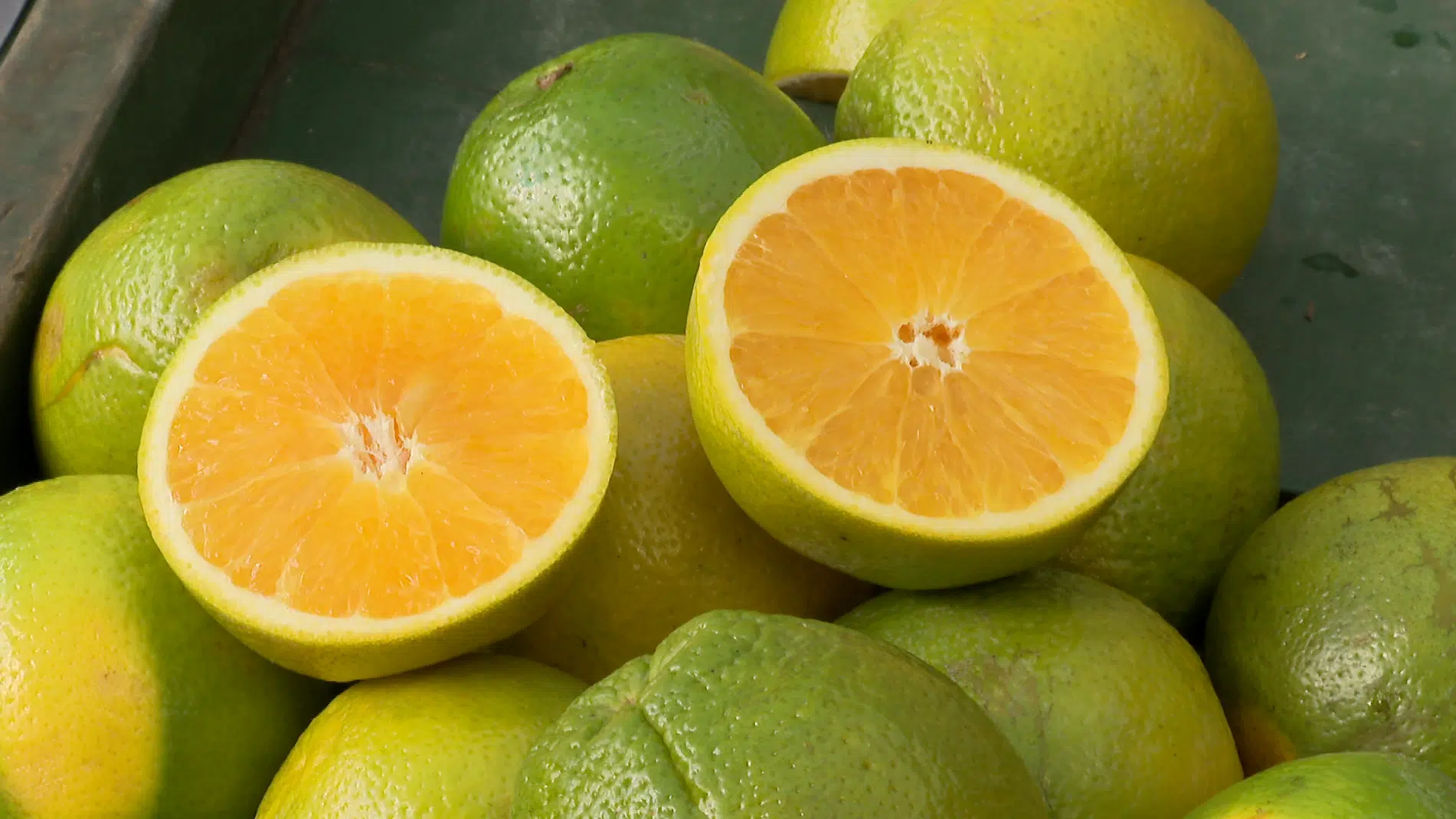 Preços da laranja caem; tahiti sobe na entressafra. Confira os dados divulgados pelos pesquisadores do Cepea.