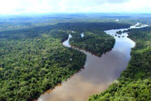 Borracha Nativa da Amazônia: sustentabilidade e inovação na preservação da floresta