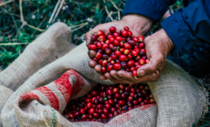 Mapa divulga nova lista com três marcas de café torrado impróprias para consumo