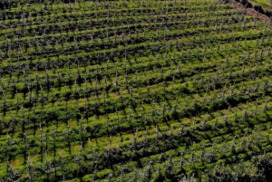 O perigo dos ataques cibernéticos no agronegócio