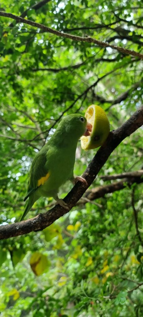 Passaro silvestre