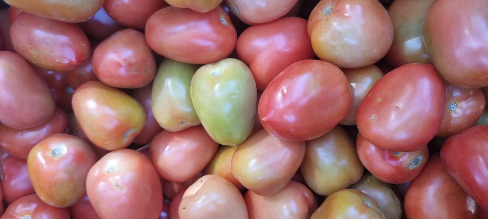 tomates