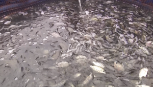 Brasil lidera produção de peixes cultivados nas Américas