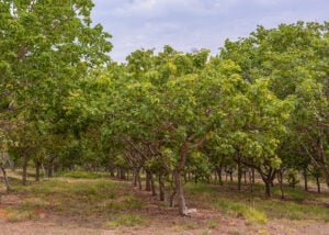 Pequi: a árvore símbolo do cerrado e seu valor econômico - Agro em Campo