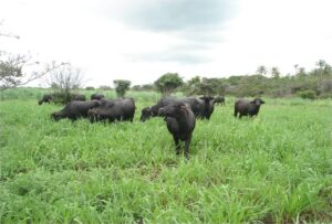 Carne de búfalo conquista espaço no mercado brasileiro