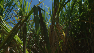 O clima contra-ataca: produção de cana em SP desaba 5,2%