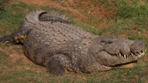 Crocodilo mais velho do mundo completa 124 anos