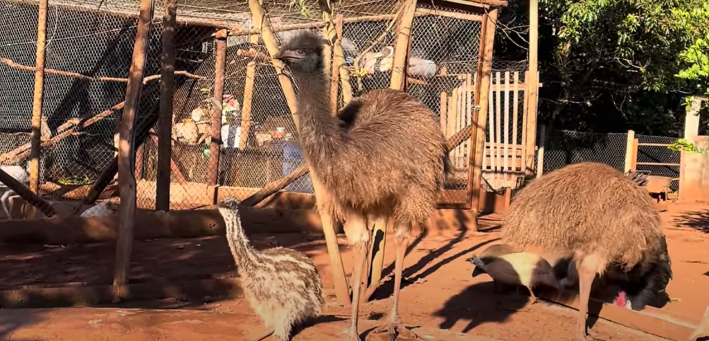 emu