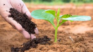 Financiamento verde impulsiona agricultura de baixo carbono em SP