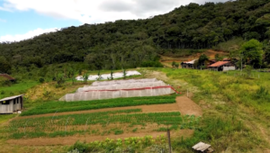 Cresce número de empresas do agronegócio em recuperação judicial