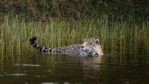 Onça-pintada e filhote são flagrados em banho de rio no Pantanal