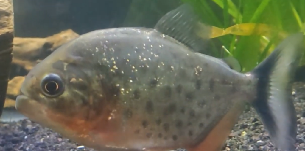 Piranha