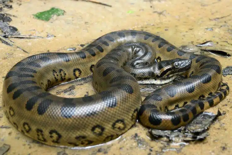 sucuri verde
