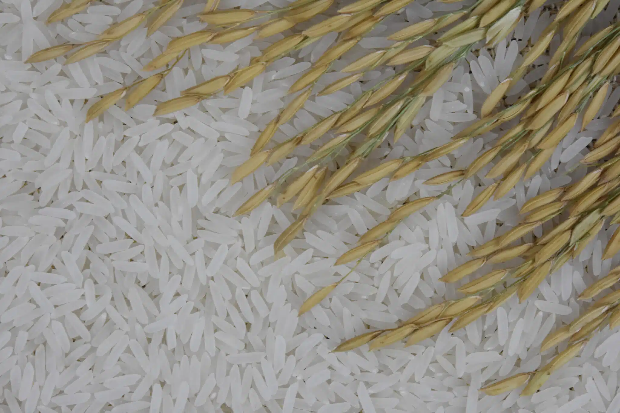 arroz