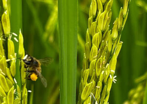 Abelhas têm impacto na produtividade de lavouras de arroz