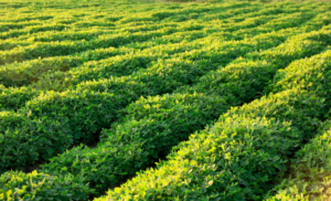 VBP do agro alcançou R$ 1,41 trilhão em janeiro