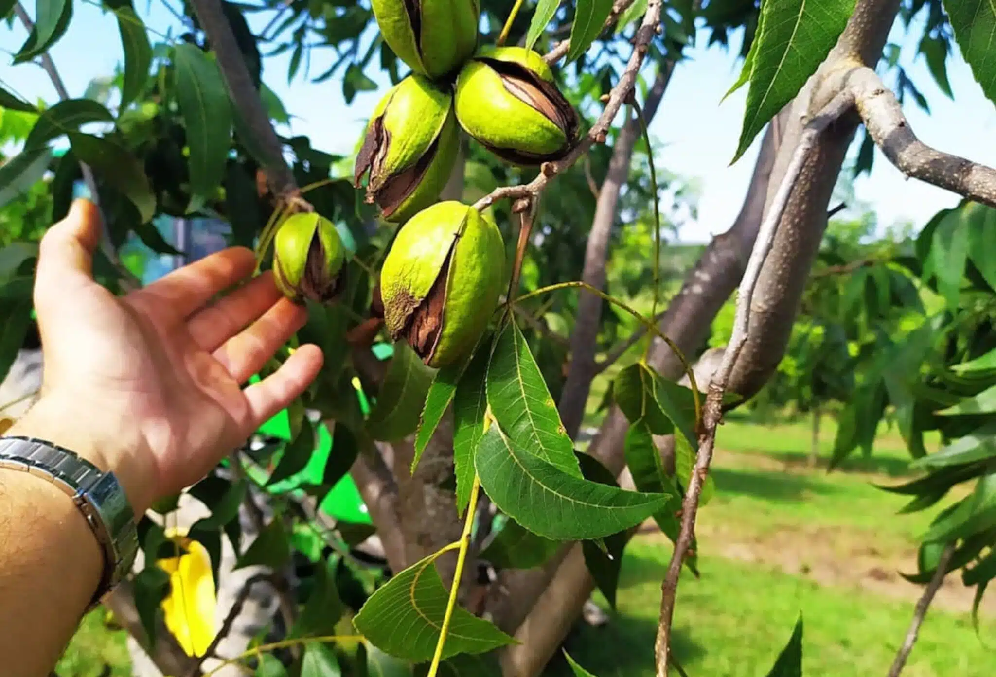 Noz Pecan