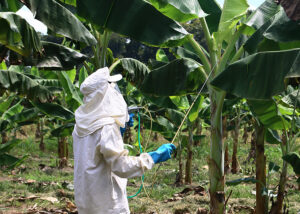 Controle da Sigatoka-negra impulsiona produção de banana na Amazônia
