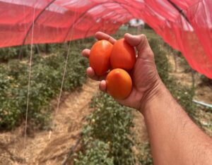 Tomate híbrido em cultivo protegido supera produção média em Alagoas