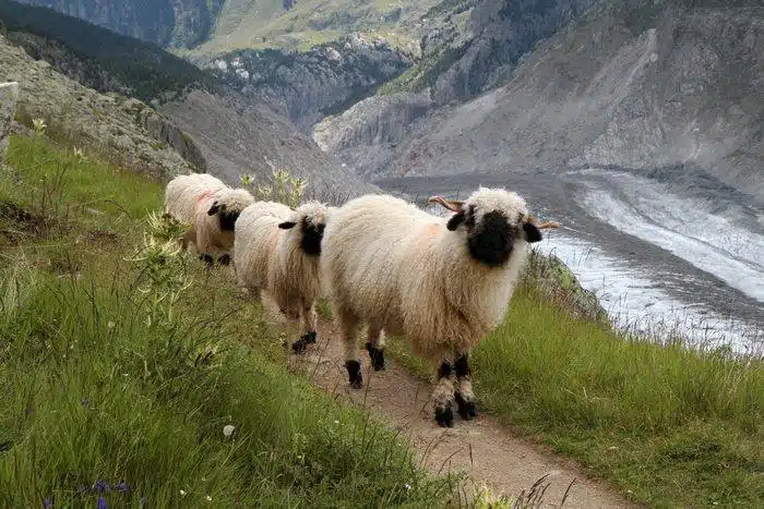 Ovelha Valais Blacknose: fofura que gera renda para os produtores. Conheça a raça que tem conquistado destaque no mundo.
