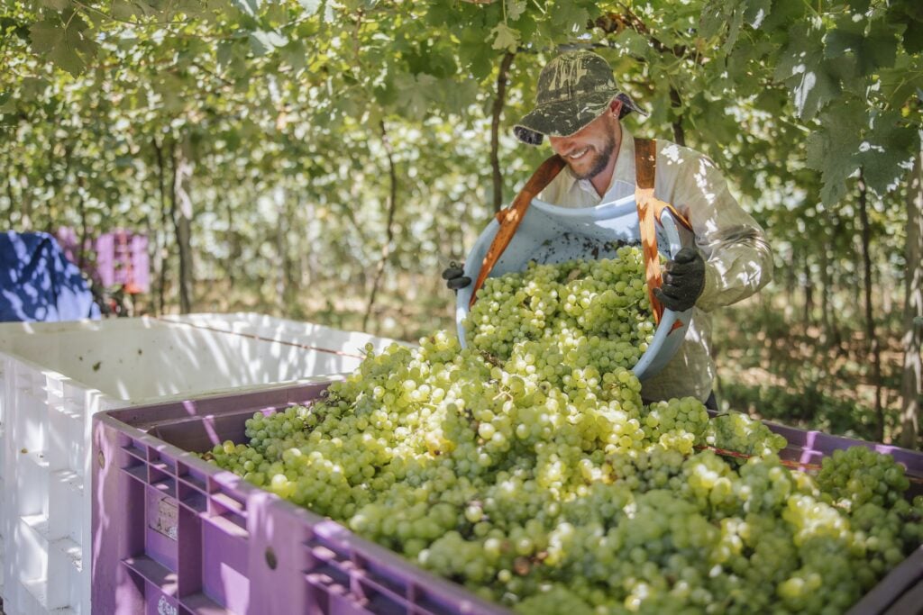 Cooperativa Vinícola Garibaldi processa 14,5 milhões de quilos de uvas e se aproxima do fim da safra. Fique por dentro.