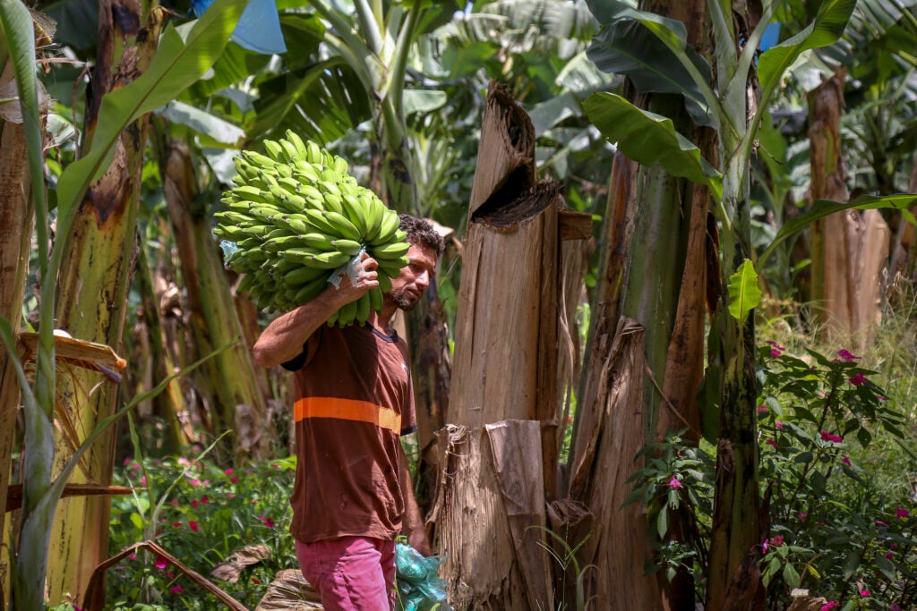 Chuvas impactam produção de banana no Paraná, enquanto a tilápia apresenta boas perspectivas. Leia mais e fique por dentro.