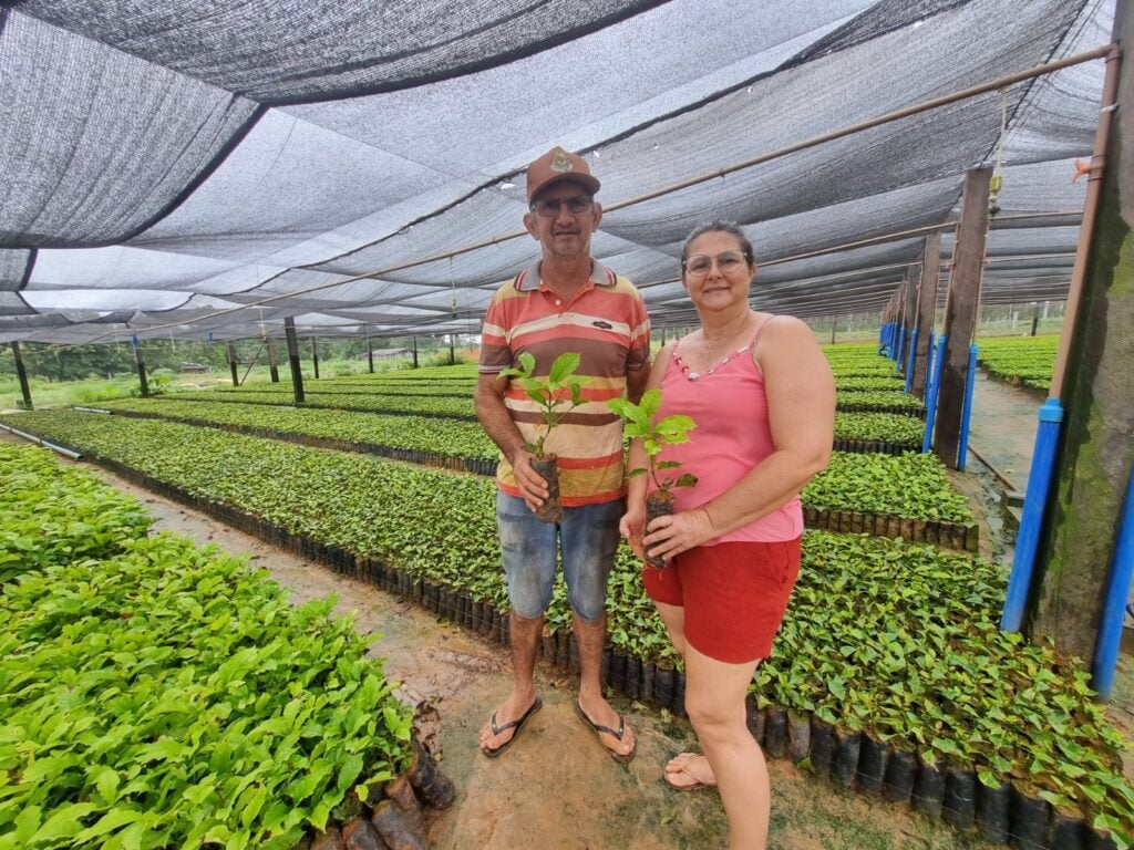 Produtores do Acre testam clones de Robustas Amazônicos em parceria com a Embrapa. O foco é melhorar a produtividade e a qualidade do café.