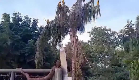 cobra ataca araras