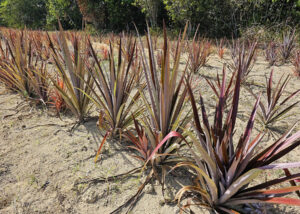 Conhece o curauá? Técnica amplia cultivo na Amazônia