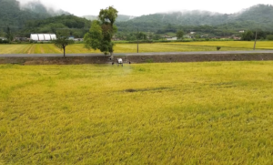Projeto limita execução extrajudicial e protege imóvel rural produtivo