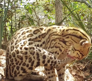 Onça-pintada é flagrada tentando invadir toca de tatu-canastra