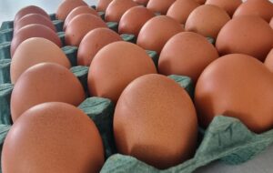 Gripe aviária nos EUA impulsiona exportação de ovos de Minas Gerais