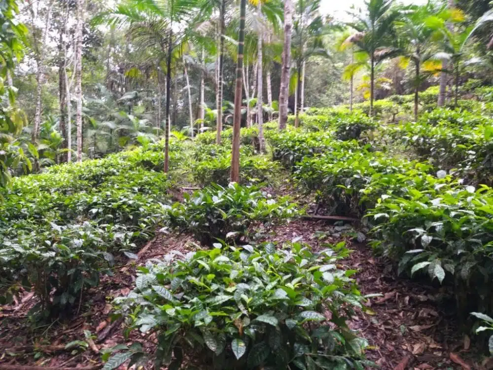 palmeira juçara