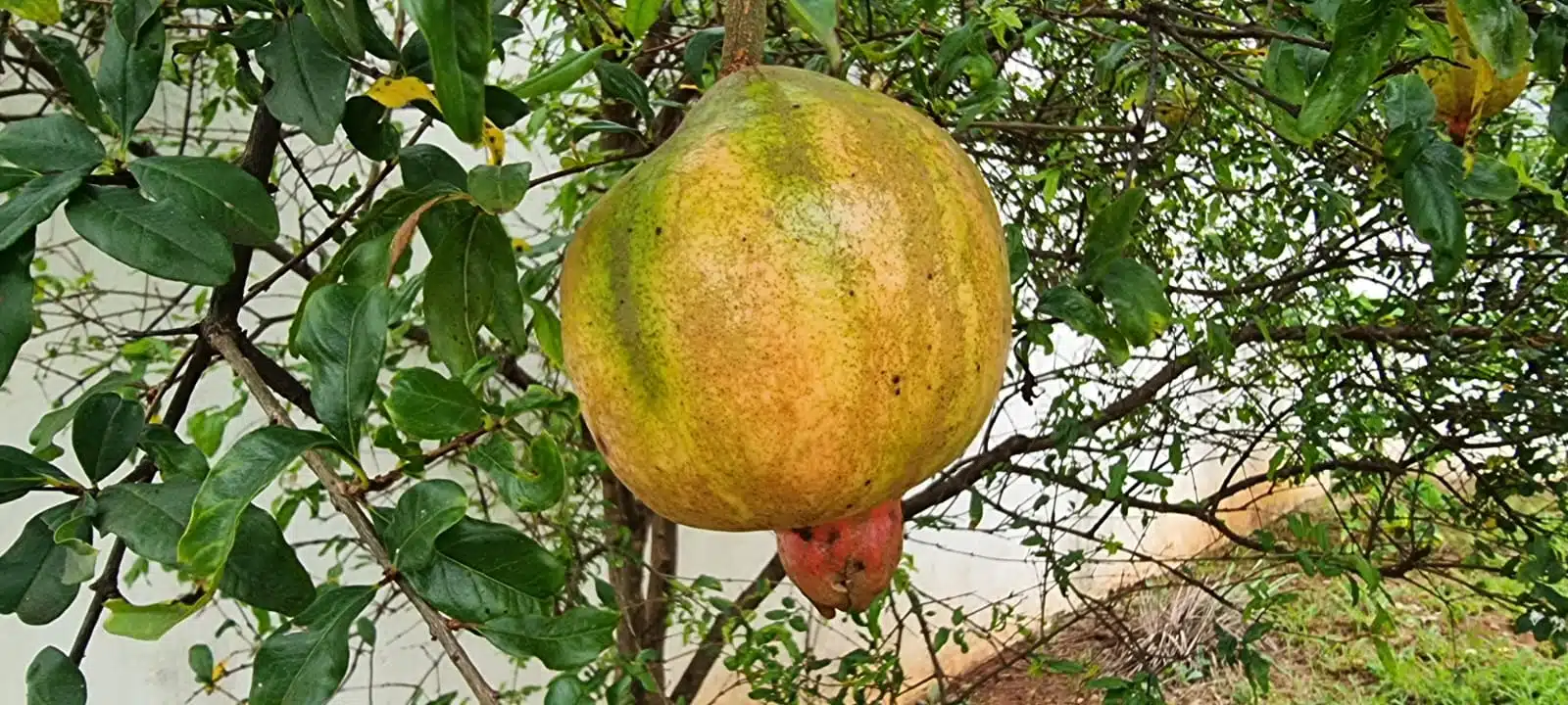 uma romã