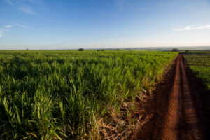 Controle de plantas daninhas e custos de produção de cana em 2025