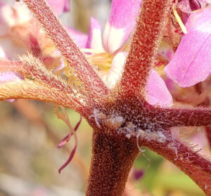 novas especies
