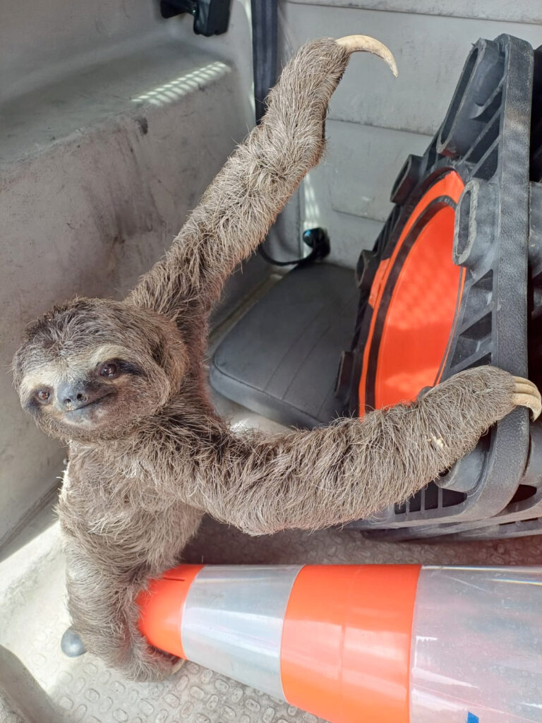 Bicho preguiça