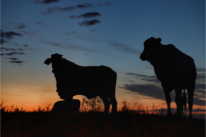 Carne bovina: abate recorde de fêmeas eleva preço da reposição