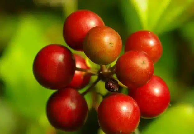 excelsa