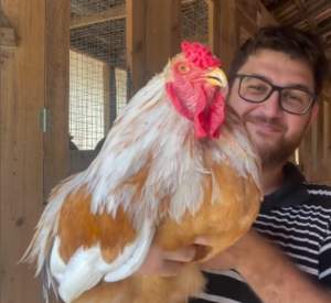 Conheça a Brahma: a gigante dos galinheiros