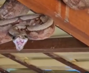 Jiboia assusta moradores em Minas Gerais